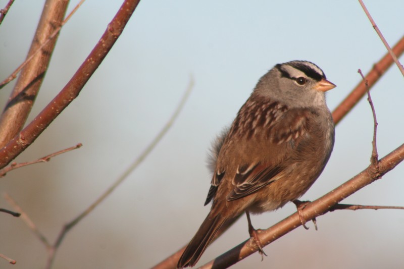 White-crowned sparrow