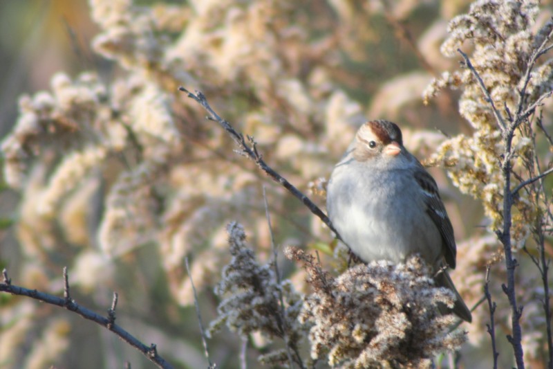 White-crowned Sparrow (immature)