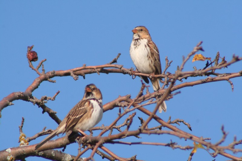 Two Harriss Sparrows