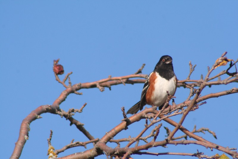Spotted Towhee