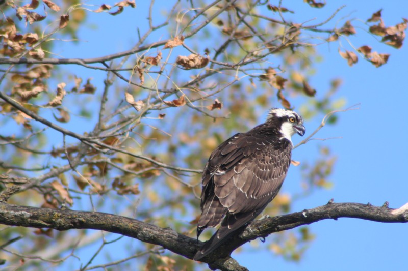 Osprey