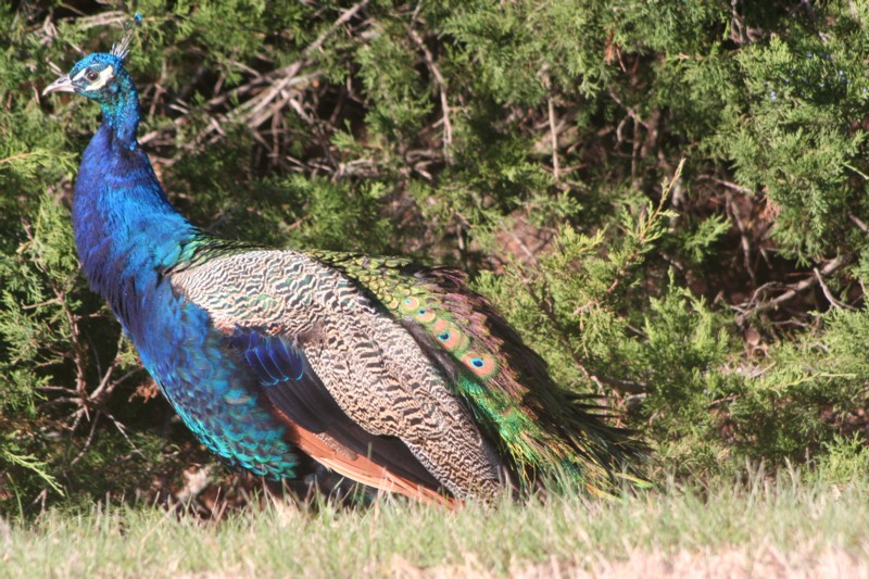 Common Peafowl