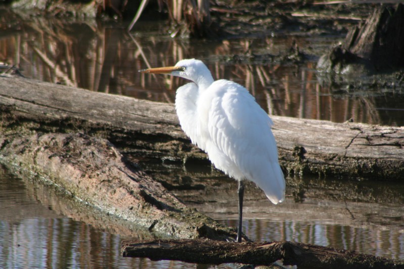 Great egret