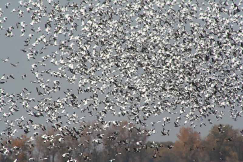 Snow Geese
