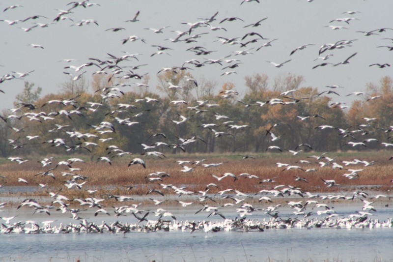 Snow Geese