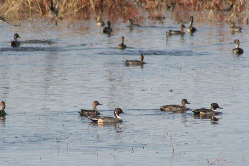 Northern Pintails