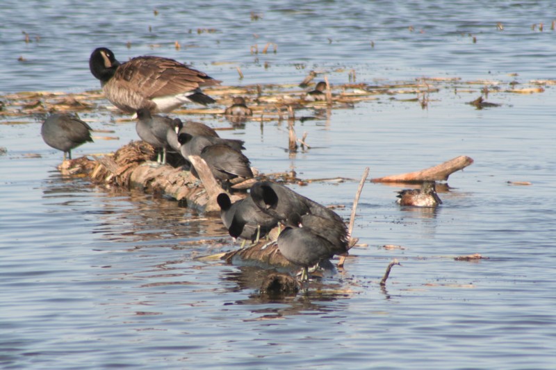 Canada Goose, American Coots, Northern Shoveler