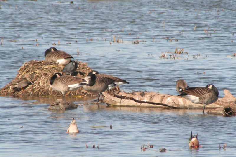 Canada Geese, American Coot, Mallards