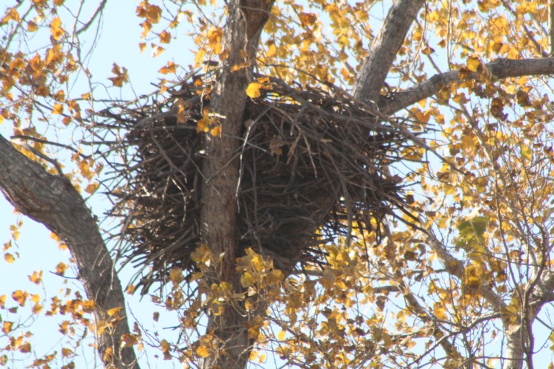 Eagles Nest II