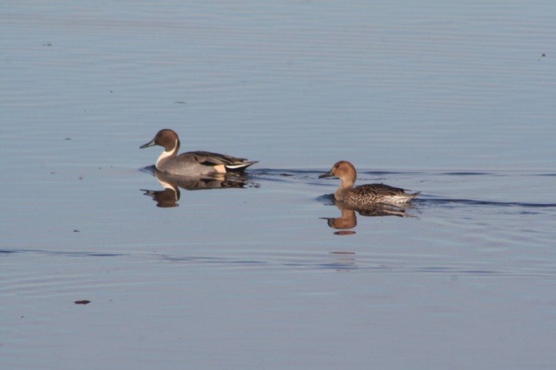 Northern Pintails