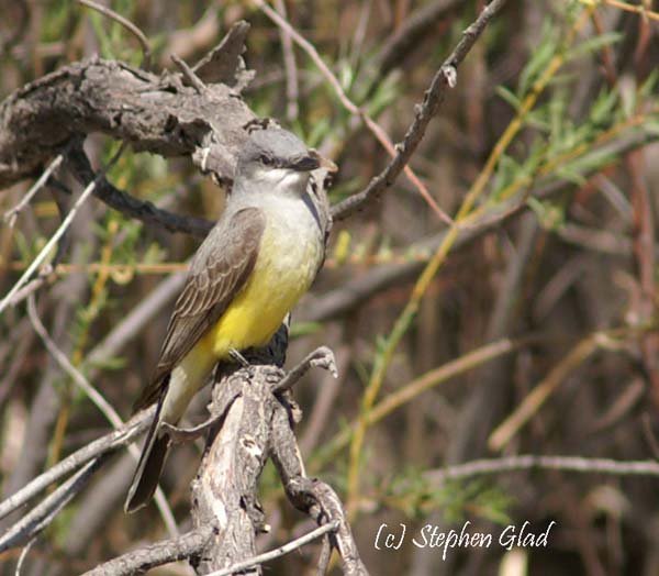 Western Kingbird