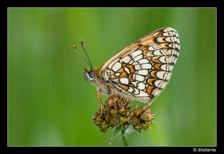 Heath Fritillary (m, uns)