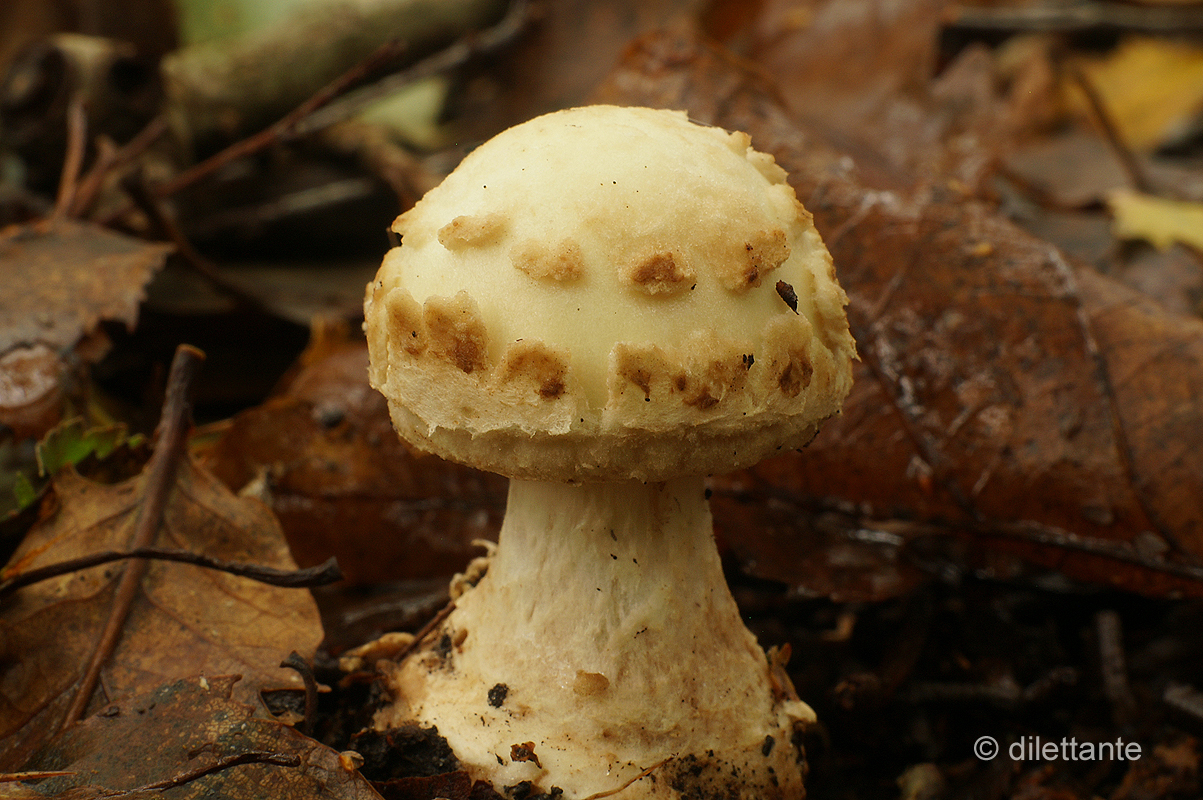 False Death Cap?