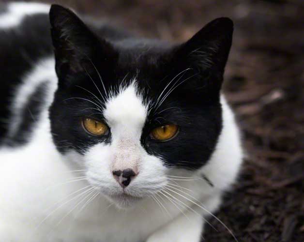 the Wandering Cat