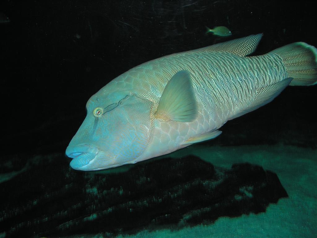 Atlanta, GA aquarium