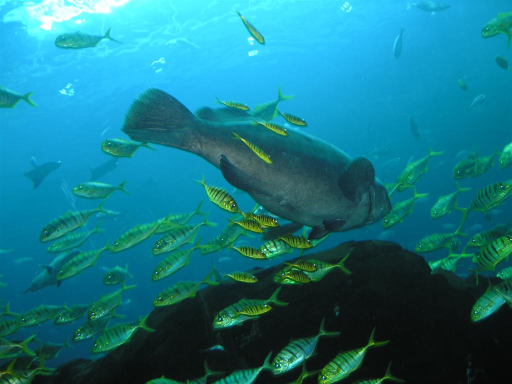 Atlanta, GA aquarium