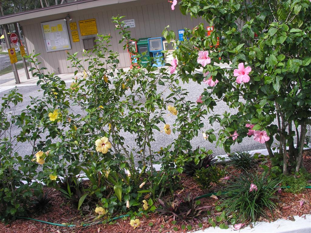 Flowers in January.  Titusville,FL