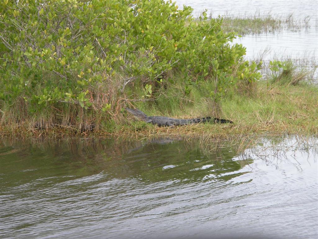 Sunning himself.  Titusville, FL