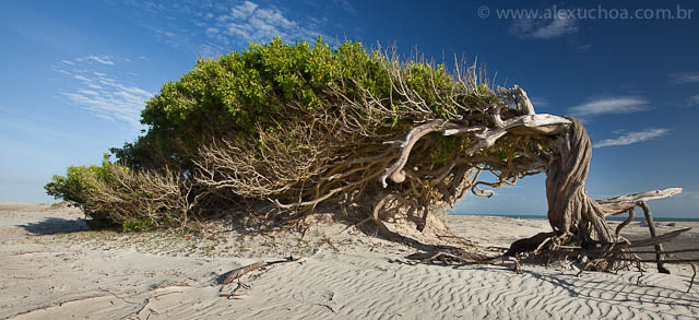 Arvore Torta, Jericoacoara, Ceara, 2870, 20100609.jpg