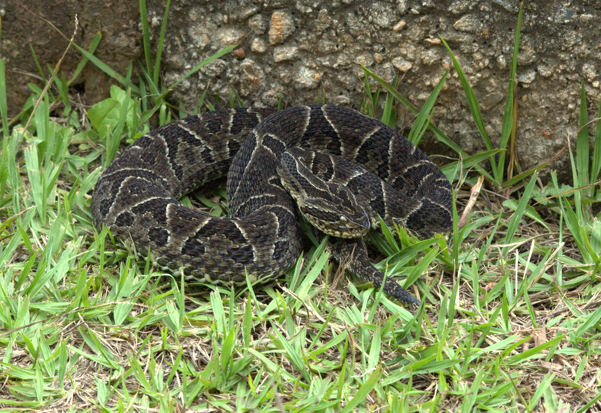 Bushmaster Snake (Bothrops jararaca)