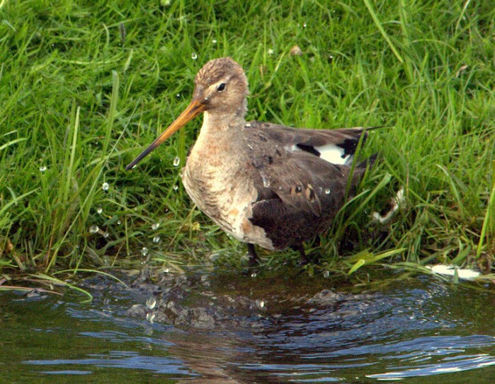 Grutto (Limosa limosa) taking a bath - Mei 2012, Oud Ade, The Netherlands