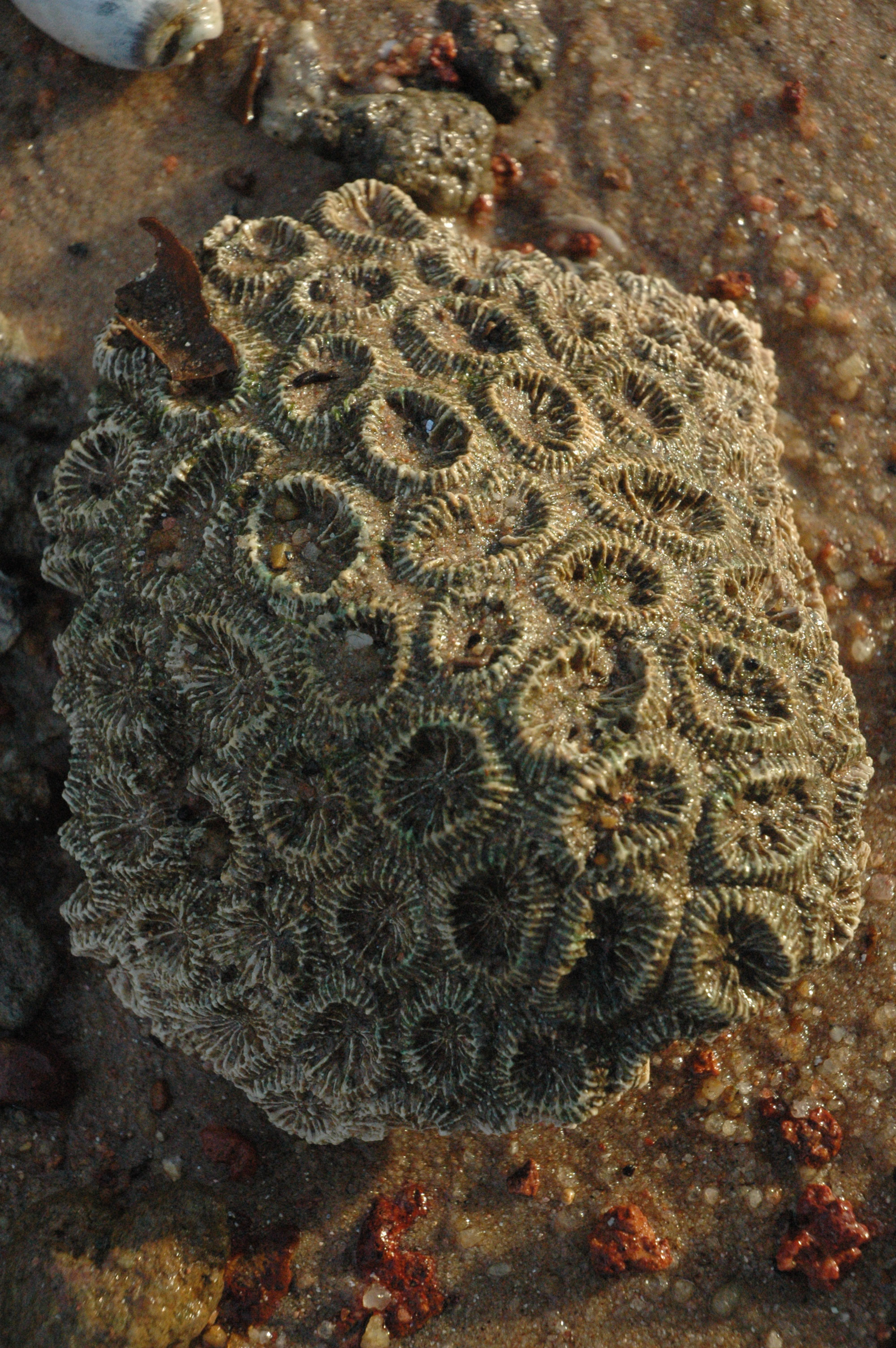 Petrified Coral - Palau Ubin, New Caledonia