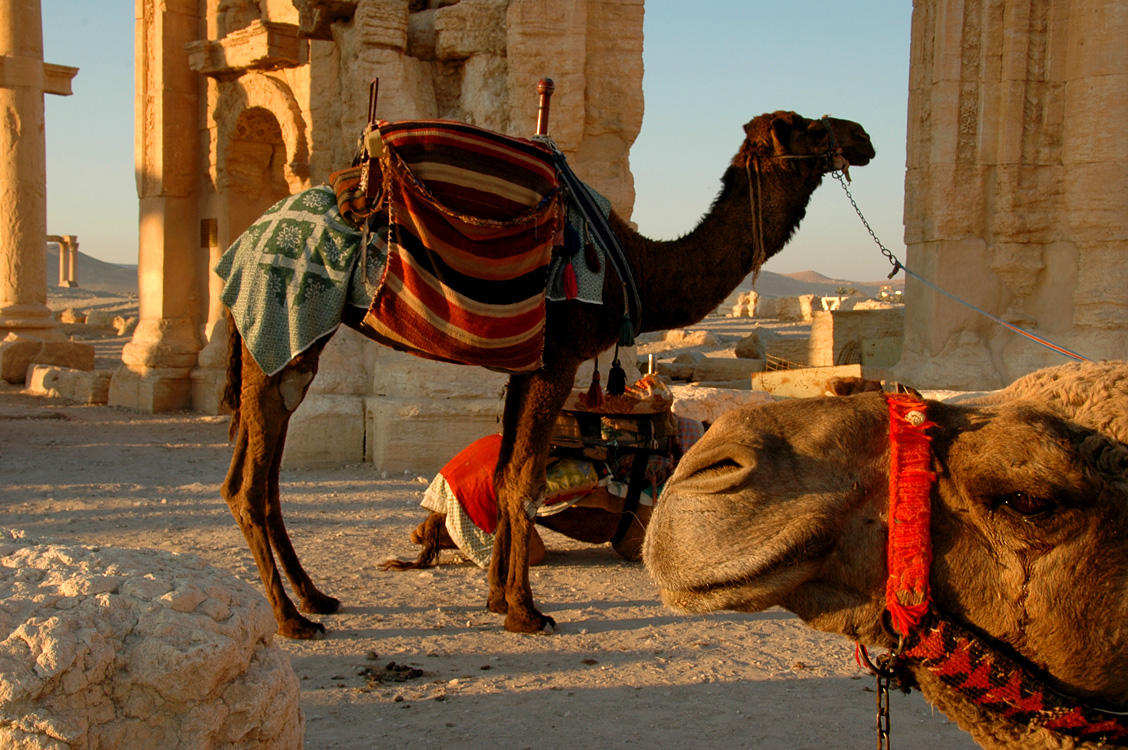 Camels - Palmyra
