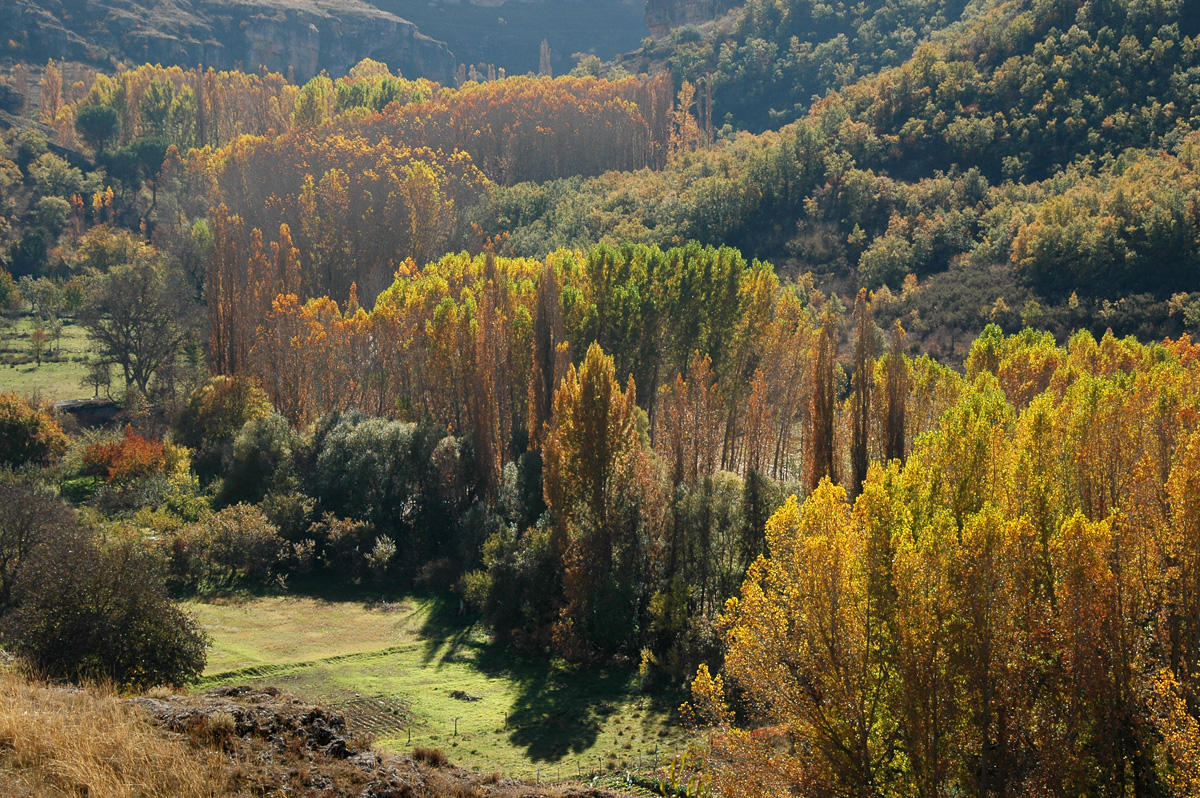 Forest side the Duratn River