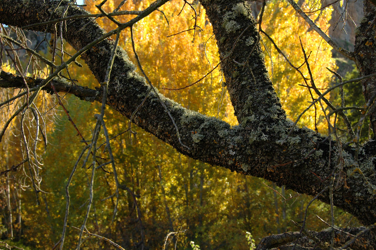 Background in yellow