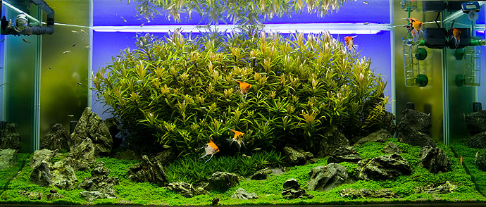 9th week after set up