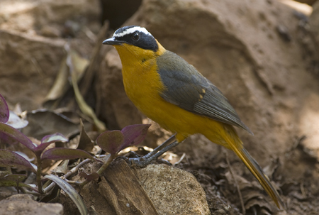 OGP_20071001_0416 white-browed robin-chat.jpg