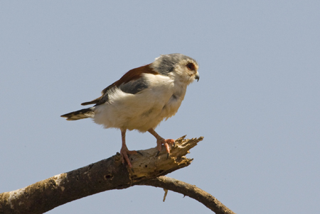 OGP_20071001_0483 pygmy falcon.jpg