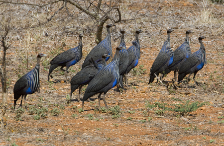 OGP_20071001_0842 vulterine guineafowl.jpg