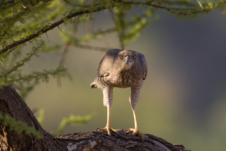 OGP_20071001_1765 eastern chanting goshawk.jpg