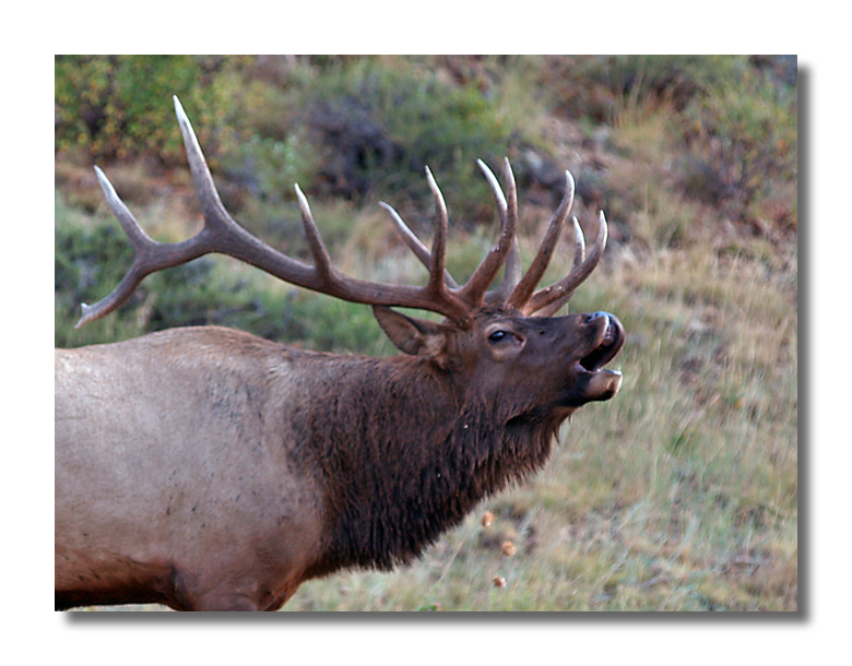 Bugling Elk