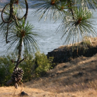Ponderosa Pine by the Columbia River