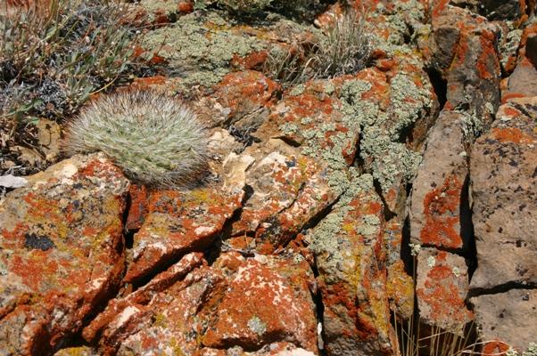 Lichens, Lines, and--Wow, Cactus!