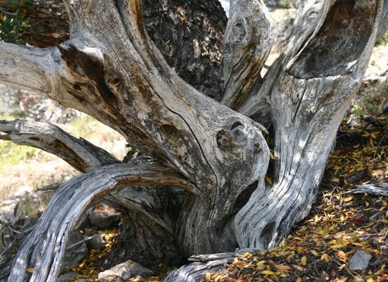 Mountain-Mahogany Sculpture