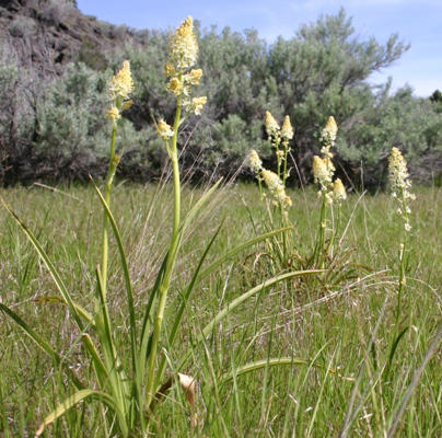 Foothills Death-camas