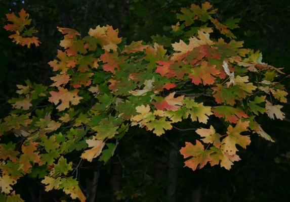 Bigtooth Maple Feeling the Chill