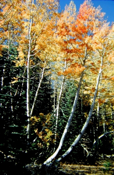 Markleeville Aspens