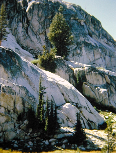 High Wall with Hemlocks