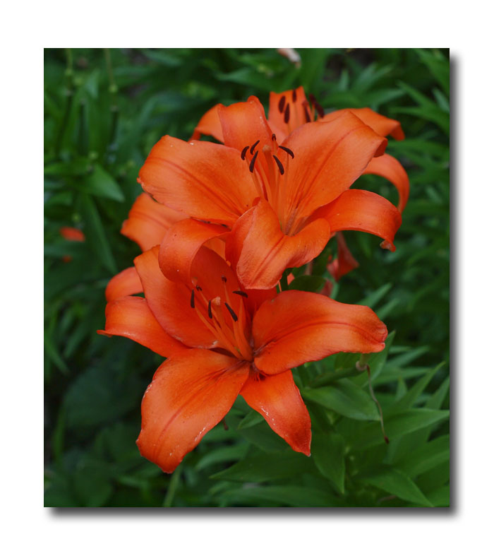 Daylily 3