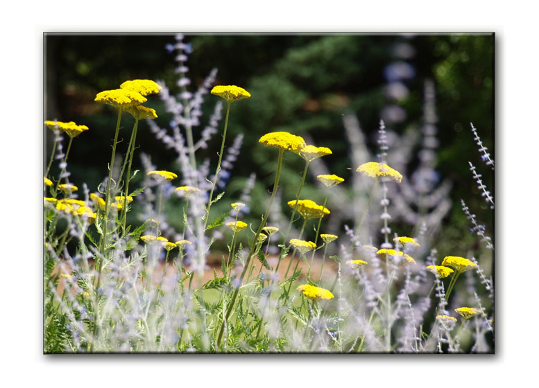 Georgia Botanical Garden