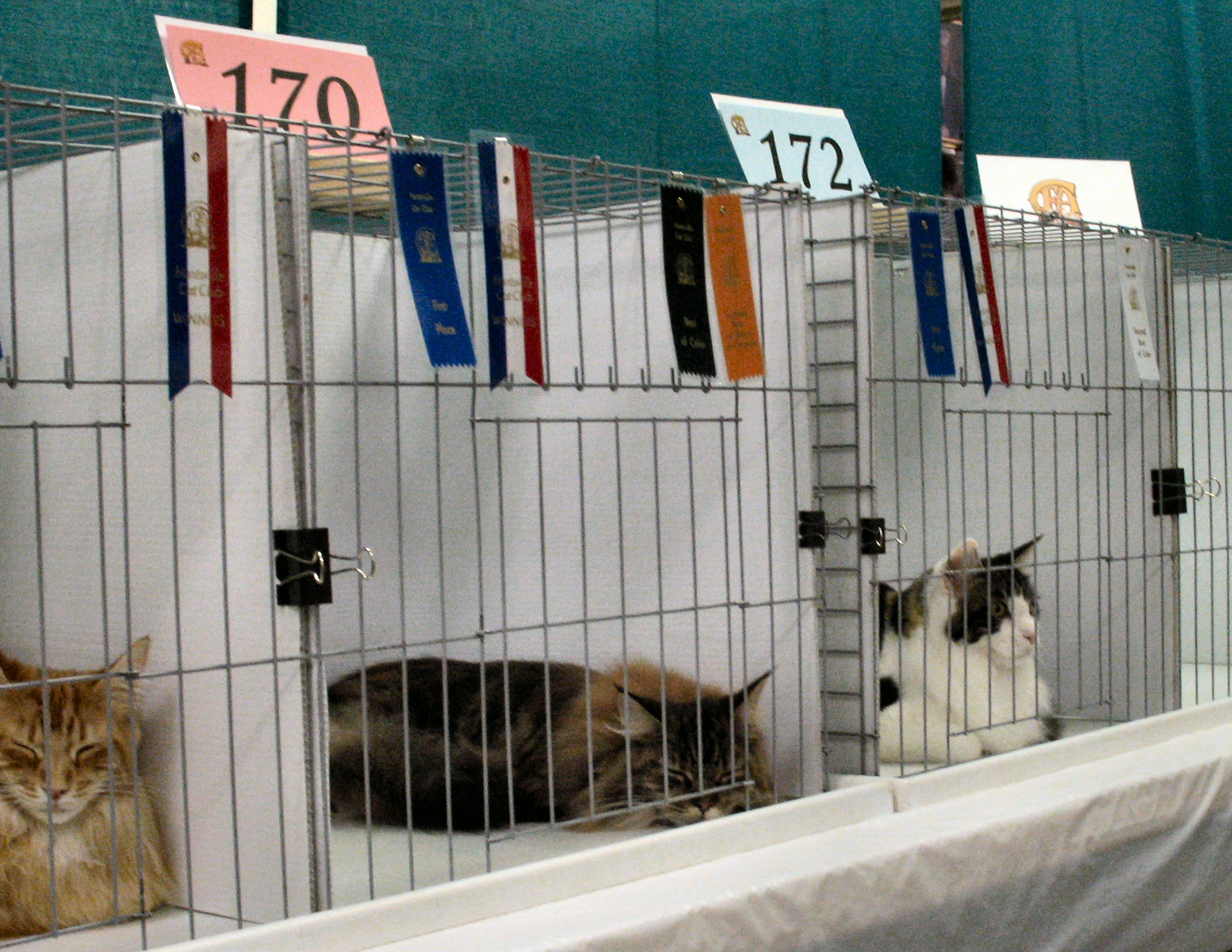 Winners ribbons, second best of breed.. blah blah blah.. doze...