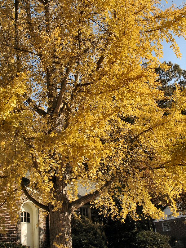 Leaves of Gold