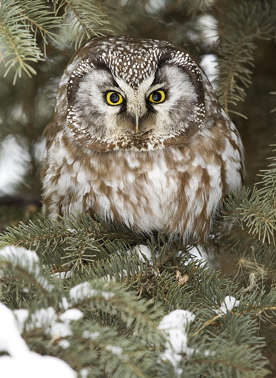 boreal owl 011209_MG_9134