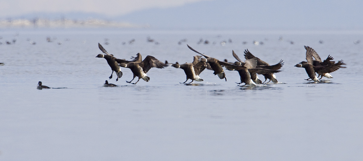 brant 040909_MG_1867