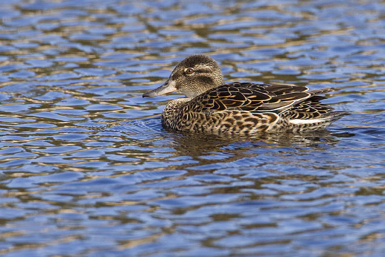 green-winged teal 042909_MG_6817
