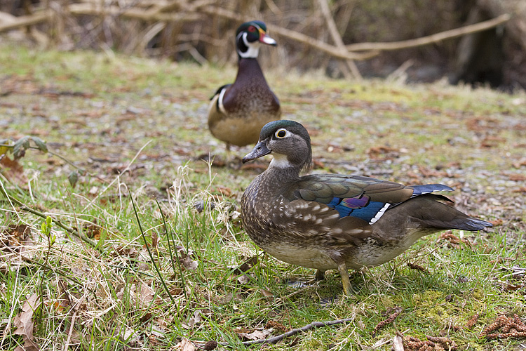 wood duck 040909IMG_2838